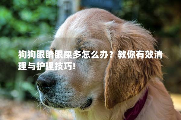 狗狗眼睛眼屎多怎么办？教你有效清理与护理技巧!