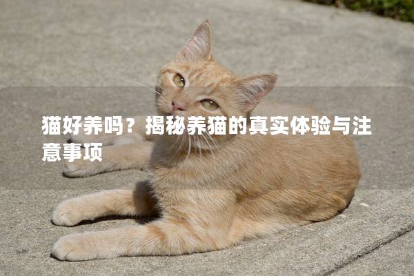 猫好养吗？揭秘养猫的真实体验与注意事项