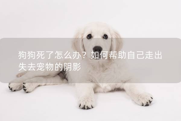 狗狗死了怎么办？如何帮助自己走出失去宠物的阴影