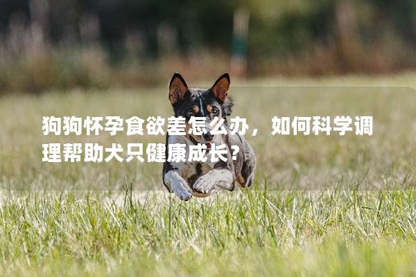 狗狗怀孕食欲差怎么办，如何科学调理帮助犬只健康成长？