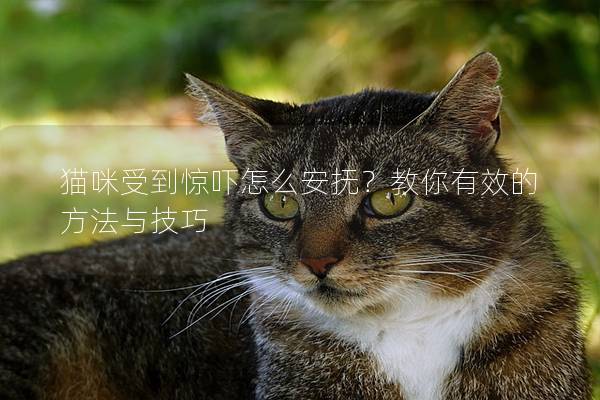 猫咪受到惊吓怎么安抚？教你有效的方法与技巧