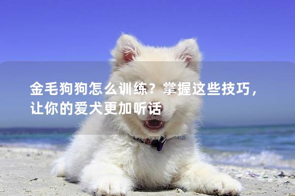 金毛狗狗怎么训练？掌握这些技巧，让你的爱犬更加听话