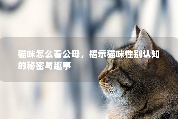 猫咪怎么看公母，揭示猫咪性别认知的秘密与趣事