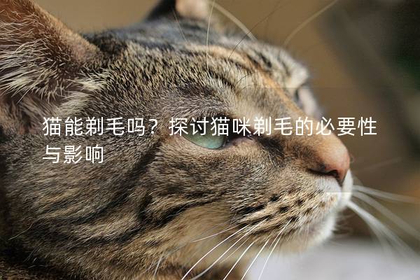 猫能剃毛吗？探讨猫咪剃毛的必要性与影响