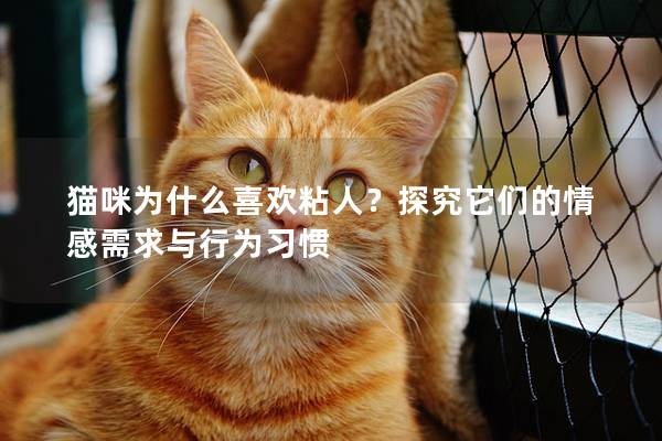 猫咪为什么喜欢粘人？探究它们的情感需求与行为习惯