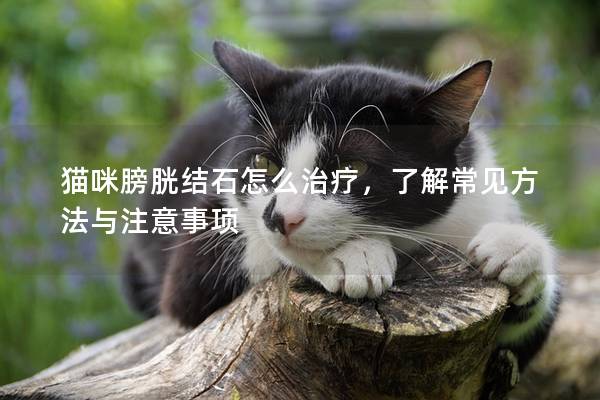 猫咪膀胱结石怎么治疗，了解常见方法与注意事项