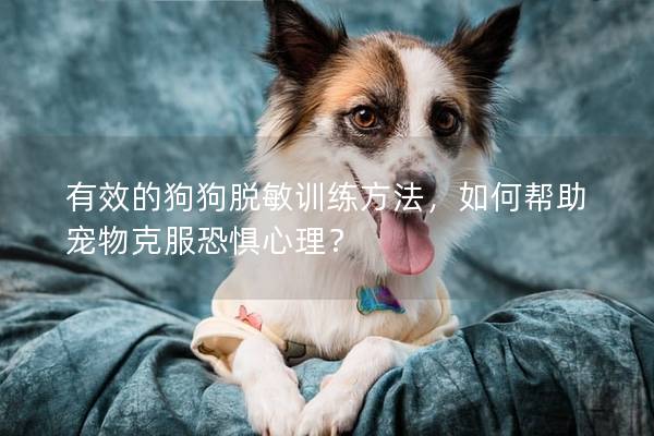 有效的狗狗脱敏训练方法，如何帮助宠物克服恐惧心理？