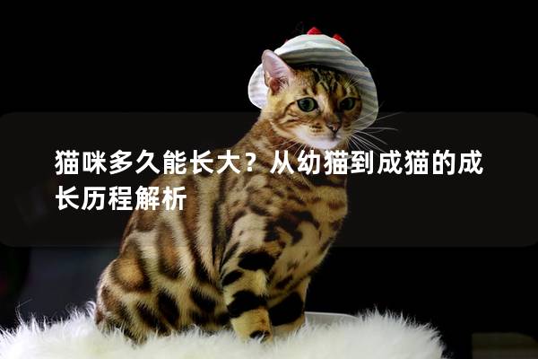 猫咪多久能长大？从幼猫到成猫的成长历程解析