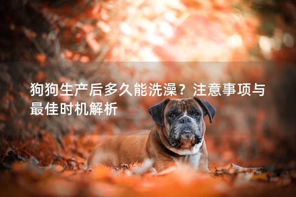 狗狗生产后多久能洗澡？注意事项与最佳时机解析