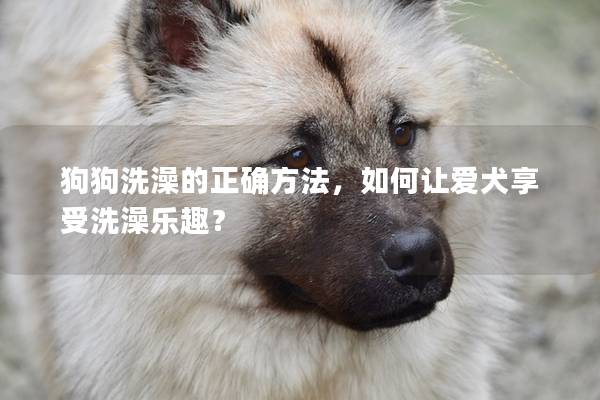 狗狗洗澡的正确方法，如何让爱犬享受洗澡乐趣？