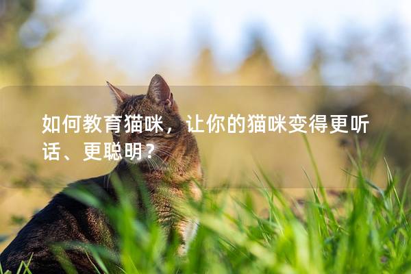 如何教育猫咪，让你的猫咪变得更听话、更聪明？