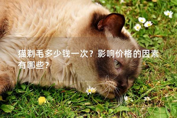 猫剃毛多少钱一次？影响价格的因素有哪些？