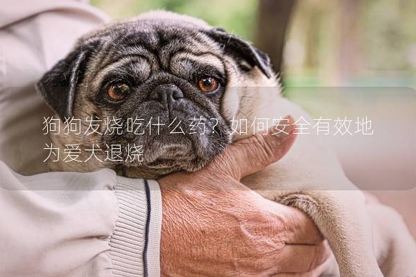 狗狗发烧吃什么药？如何安全有效地为爱犬退烧