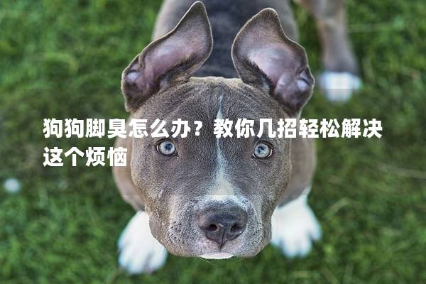 狗狗脚臭怎么办？教你几招轻松解决这个烦恼