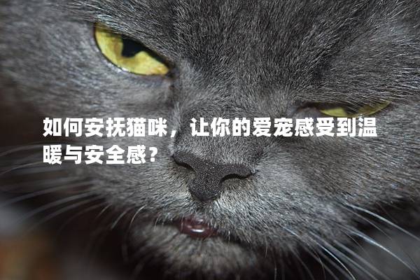 如何安抚猫咪，让你的爱宠感受到温暖与安全感？