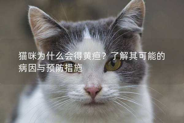 猫咪为什么会得黄疸？了解其可能的病因与预防措施