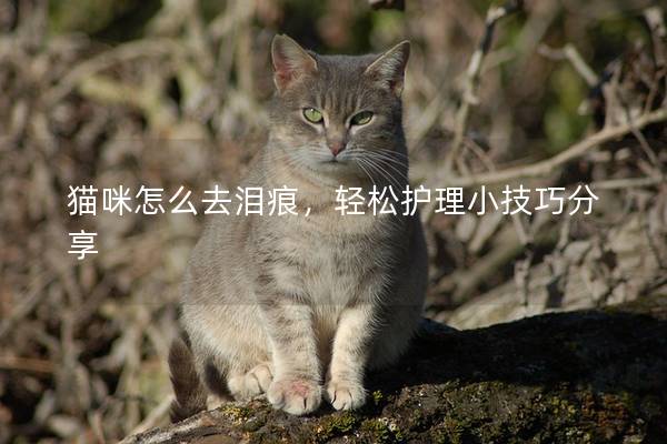 猫咪怎么去泪痕，轻松护理小技巧分享