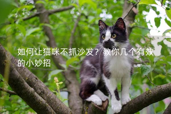 如何让猫咪不抓沙发？教你几个有效的小妙招