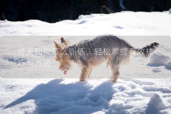 博美狗狗怎么训练，轻松掌握有效技巧与方法