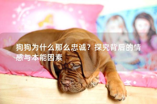 狗狗为什么那么忠诚？探究背后的情感与本能因素