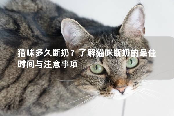 猫咪多久断奶？了解猫咪断奶的最佳时间与注意事项