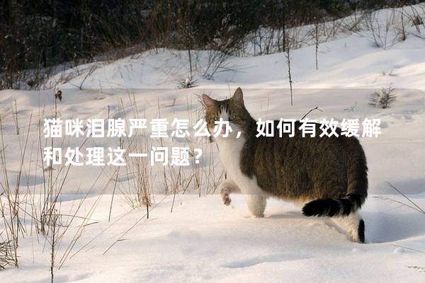 猫咪泪腺严重怎么办，如何有效缓解和处理这一问题？