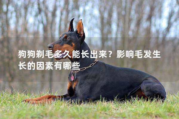 狗狗剃毛多久能长出来？影响毛发生长的因素有哪些