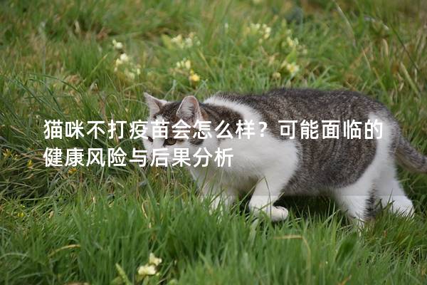 猫咪不打疫苗会怎么样？可能面临的健康风险与后果分析