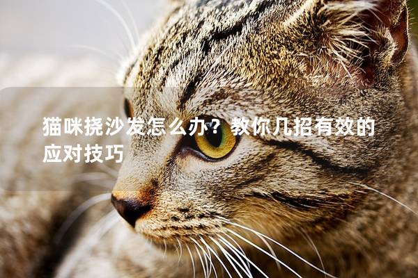 猫咪挠沙发怎么办？教你几招有效的应对技巧