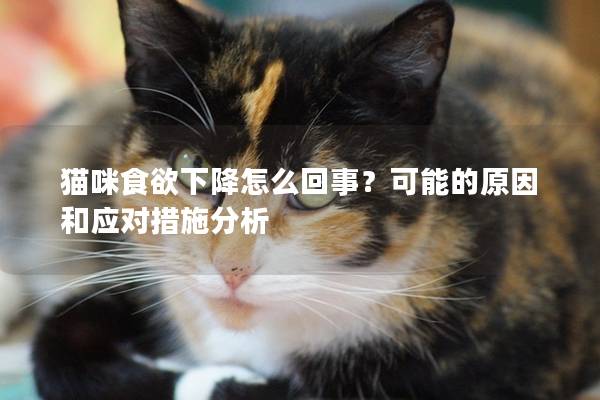 猫咪食欲下降怎么回事？可能的原因和应对措施分析