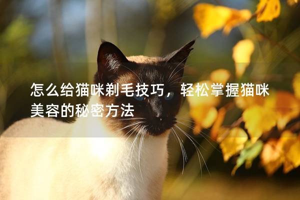 怎么给猫咪剃毛技巧，轻松掌握猫咪美容的秘密方法