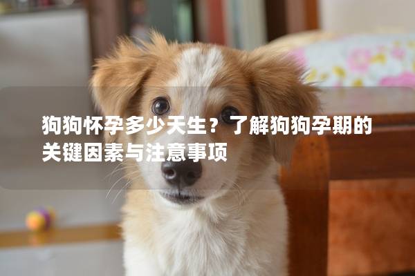 狗狗怀孕多少天生？了解狗狗孕期的关键因素与注意事项