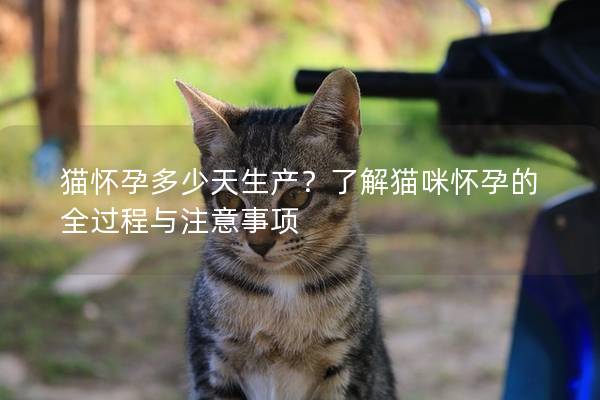 猫怀孕多少天生产？了解猫咪怀孕的全过程与注意事项