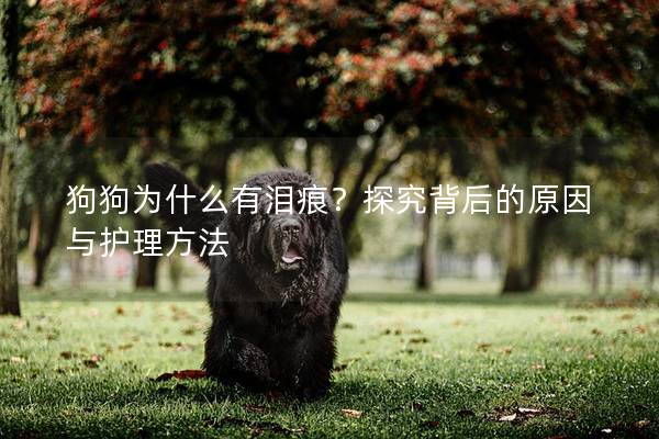 狗狗为什么有泪痕？探究背后的原因与护理方法