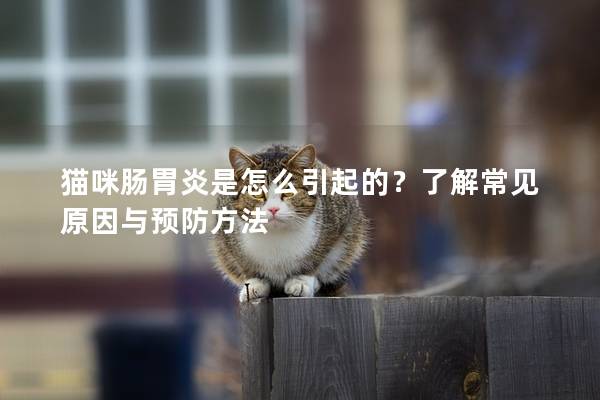 猫咪肠胃炎是怎么引起的？了解常见原因与预防方法