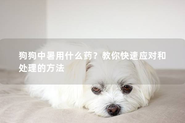 狗狗中暑用什么药？教你快速应对和处理的方法