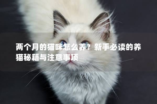 两个月的猫咪怎么养？新手必读的养猫秘籍与注意事项