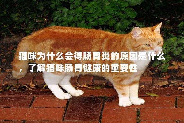 猫咪为什么会得肠胃炎的原因是什么，了解猫咪肠胃健康的重要性