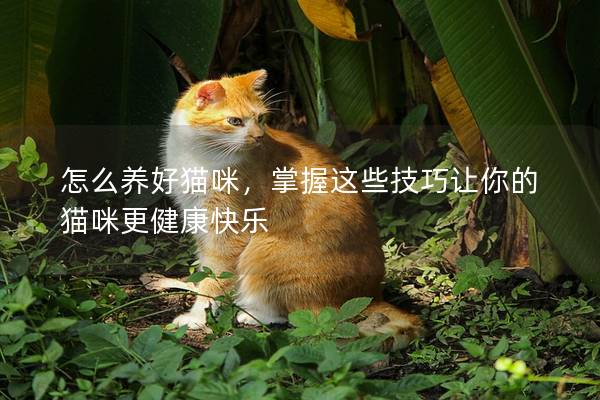 怎么养好猫咪，掌握这些技巧让你的猫咪更健康快乐