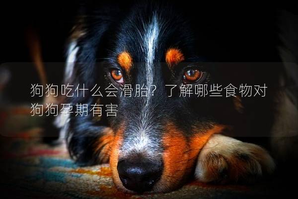 狗狗吃什么会滑胎？了解哪些食物对狗狗孕期有害