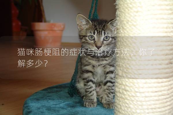 猫咪肠梗阻的症状与治疗方法，你了解多少？