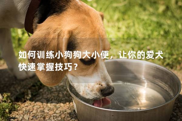 如何训练小狗狗大小便，让你的爱犬快速掌握技巧？