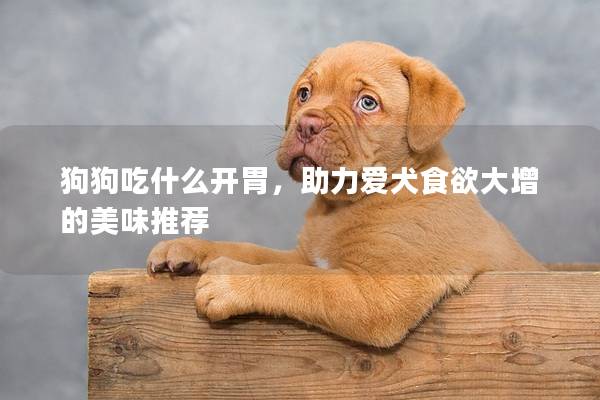 狗狗吃什么开胃，助力爱犬食欲大增的美味推荐