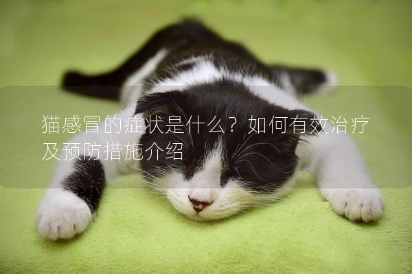 猫感冒的症状是什么？如何有效治疗及预防措施介绍