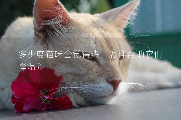 多少度猫咪会觉得热，怎样帮助它们降温？