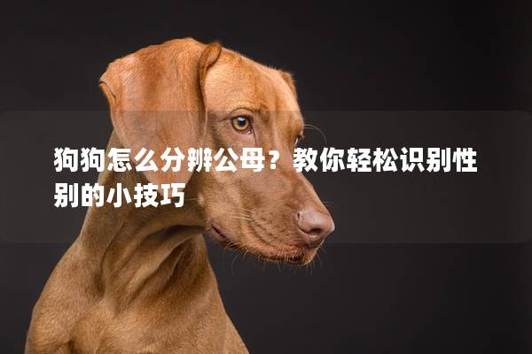 狗狗怎么分辨公母？教你轻松识别性别的小技巧