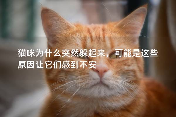 猫咪为什么突然躲起来，可能是这些原因让它们感到不安