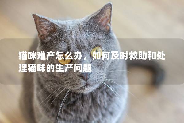 猫咪难产怎么办，如何及时救助和处理猫咪的生产问题