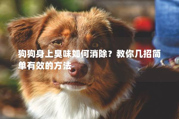 狗狗身上臭味如何消除？教你几招简单有效的方法