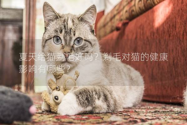 夏天给猫剃毛好吗？剃毛对猫的健康影响有哪些？